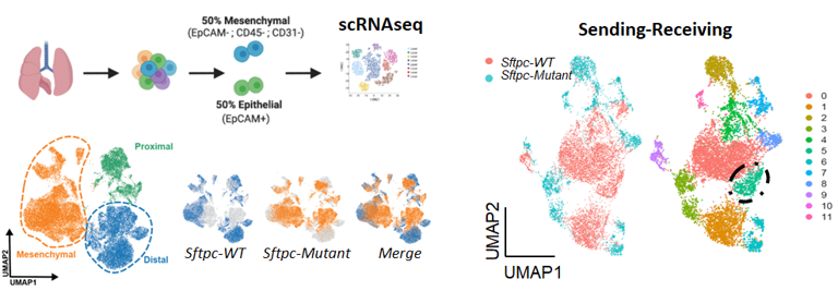 Single Cell Sequencing and Interactome in SFTPC Lung Fibrosis