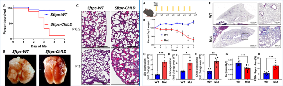 Murine SFTPC models of ChILD and Lung Fibrosis 