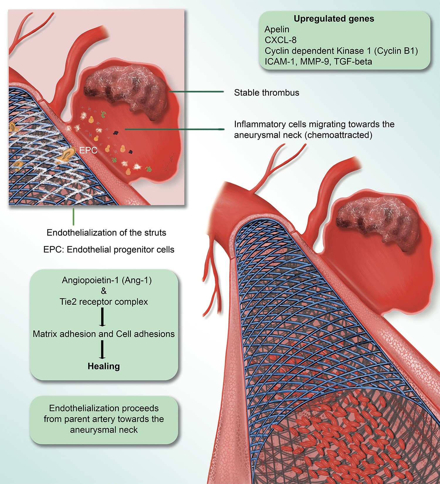 Illustration summarizing the current understanding of FD biology from prior studies on cellular, molecular, and transcriptomic changes.