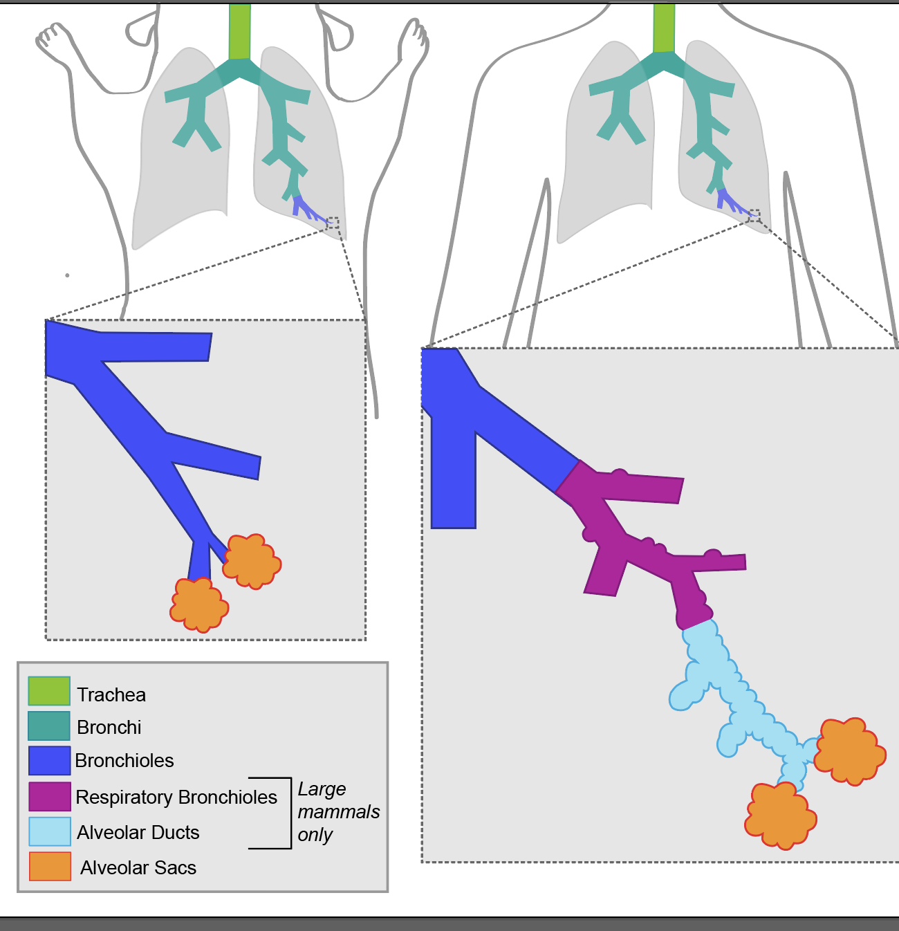 Mammalian Lung Comparison