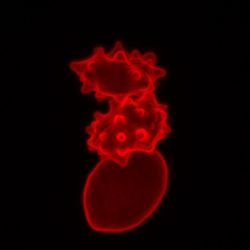 Human Red Blood Cells and Virus