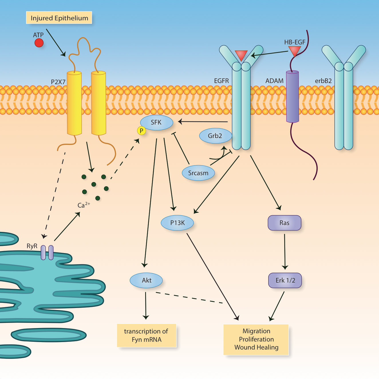 Injured Epithelium Diagram