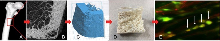 process-of-3d-bio-printing