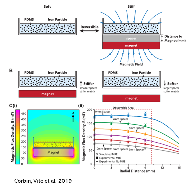 Tunable and Reversible Substrate Stiffness Reveals a Dynamic Mechanosensitivity of Cardiomyocytes