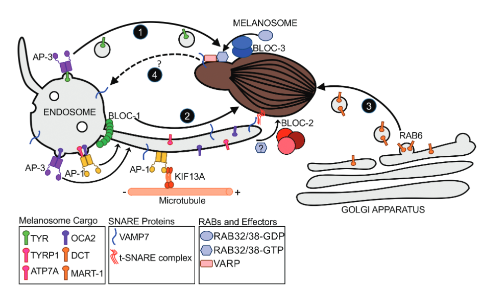 HPS complexes and mechanisms of cargo delivery to melanosomes