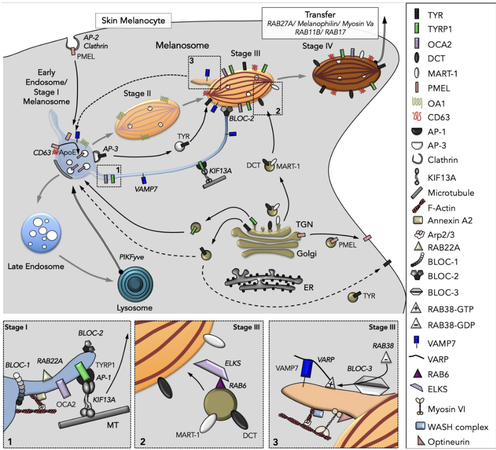 working model of intracellular tracking during melanosome biogenesis