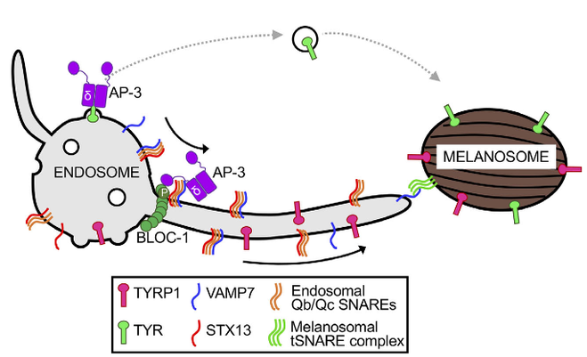 Model of AP-3 and BLOC-1 coordinating sortnig of VAMP7-STX13 cis-SNARE complexes into melanosome-bound tubule carriers