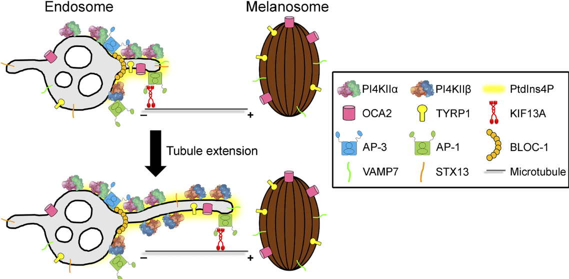 working model of PI4Kinases on endosomal tubules