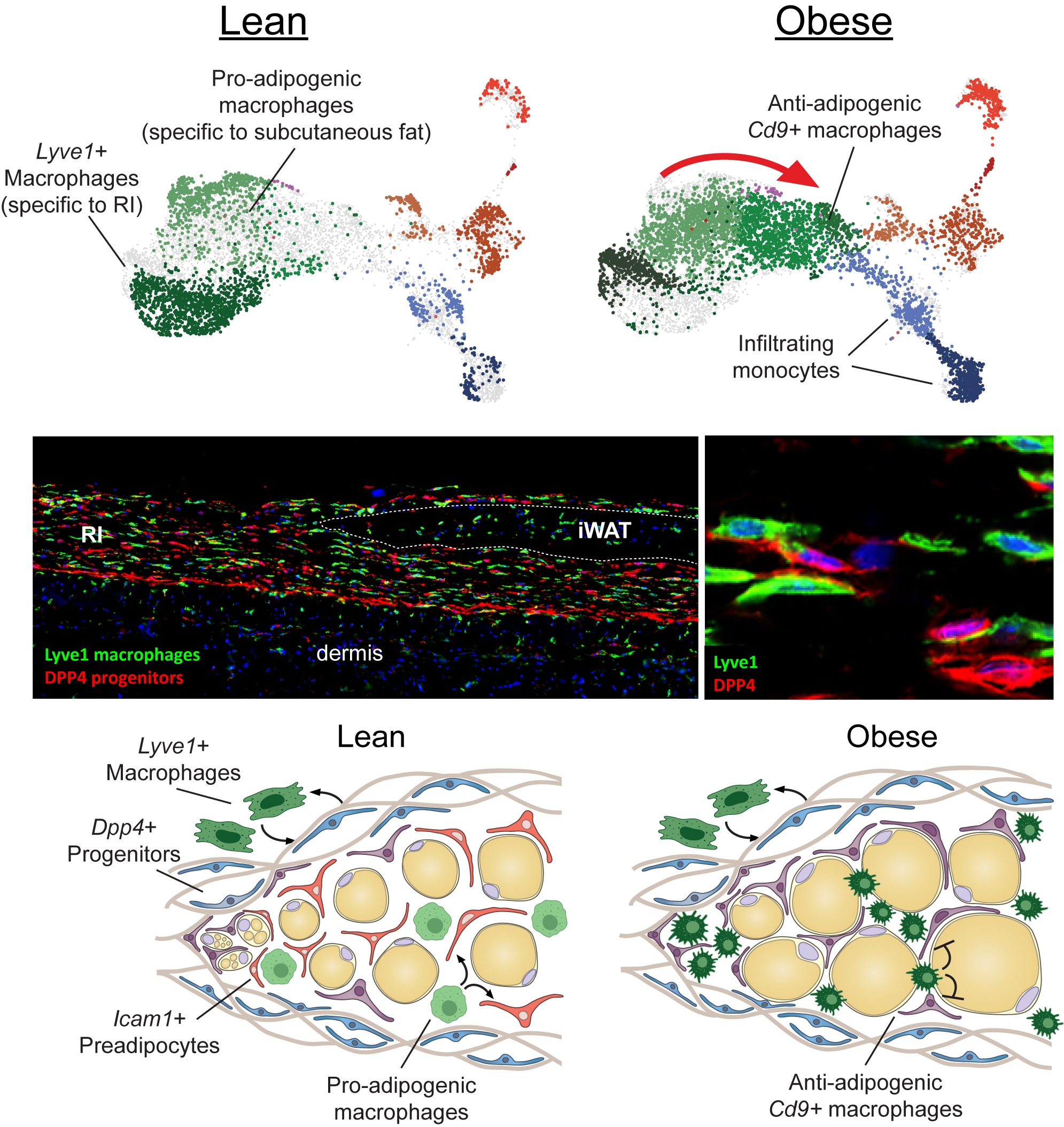 Diagram of Characterization of reticular interstitium resident Lyve1+ macrophages