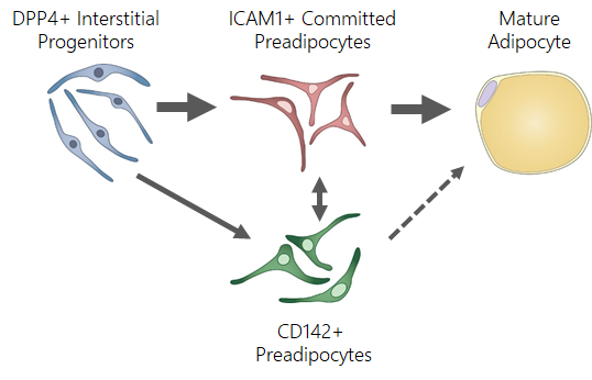 Diagram showing In vivo lineage tracing of Dpp4+ interstitial progenitor cells