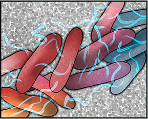 illustration of salmonella