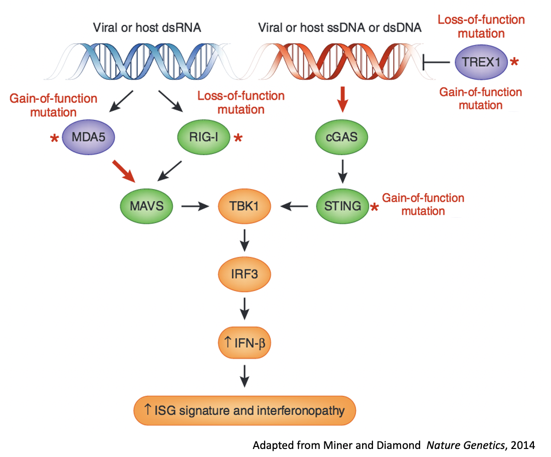 cGAS STING pathway Miner et al