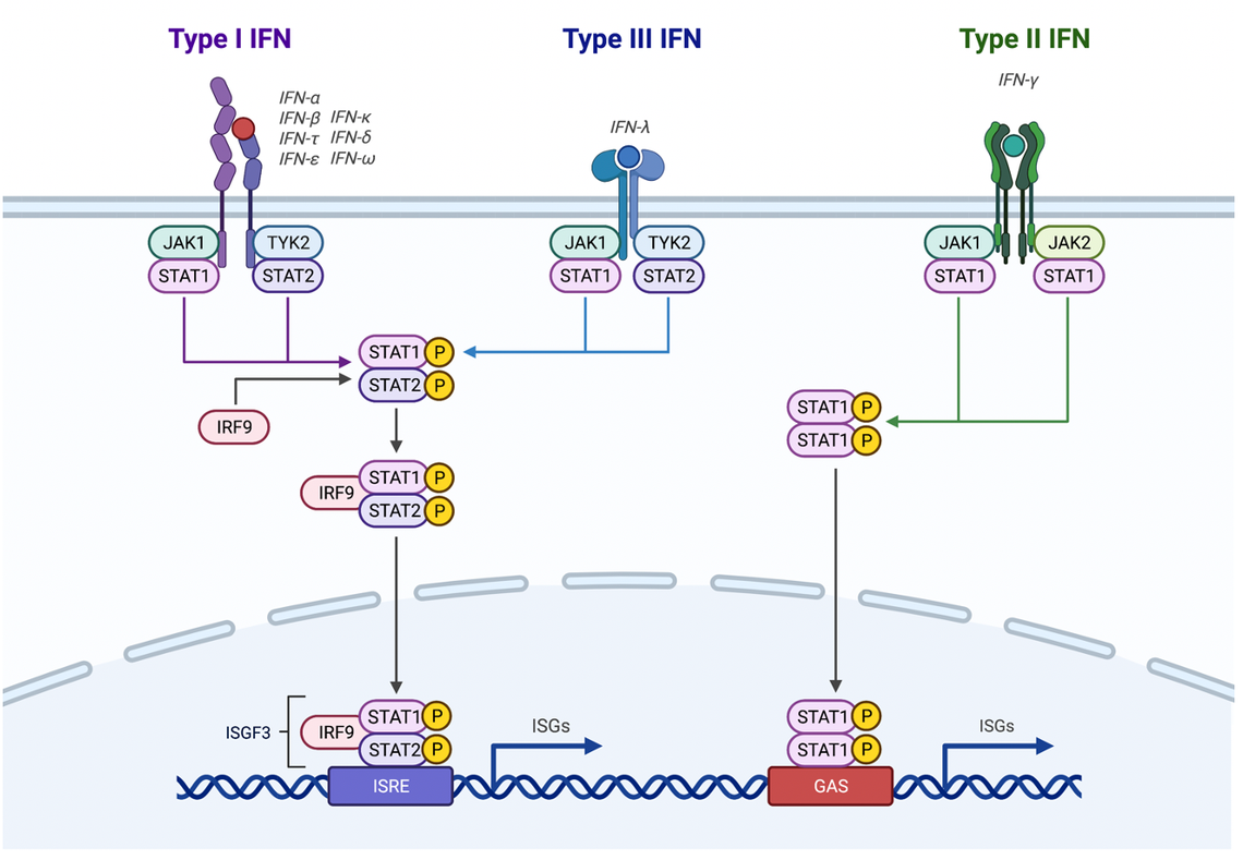 IFN pathways