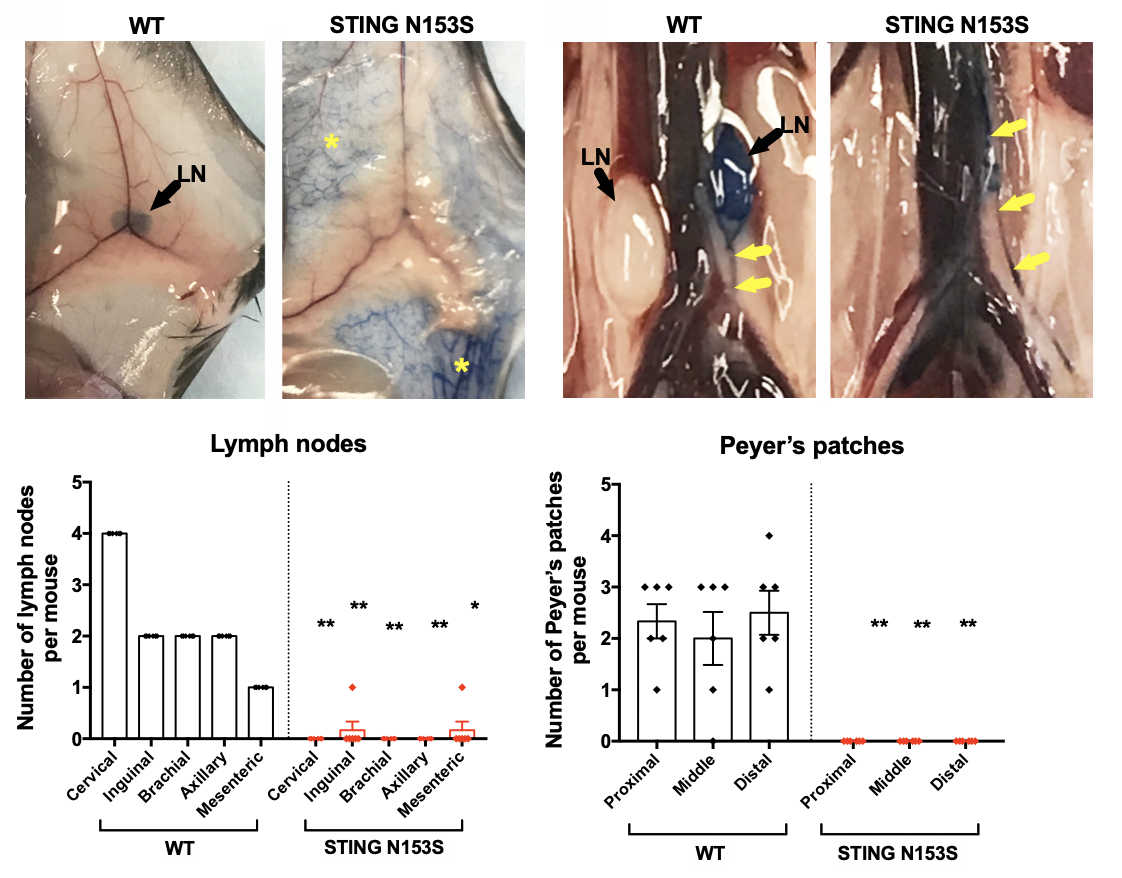 SAVI mice lack lymph nodes