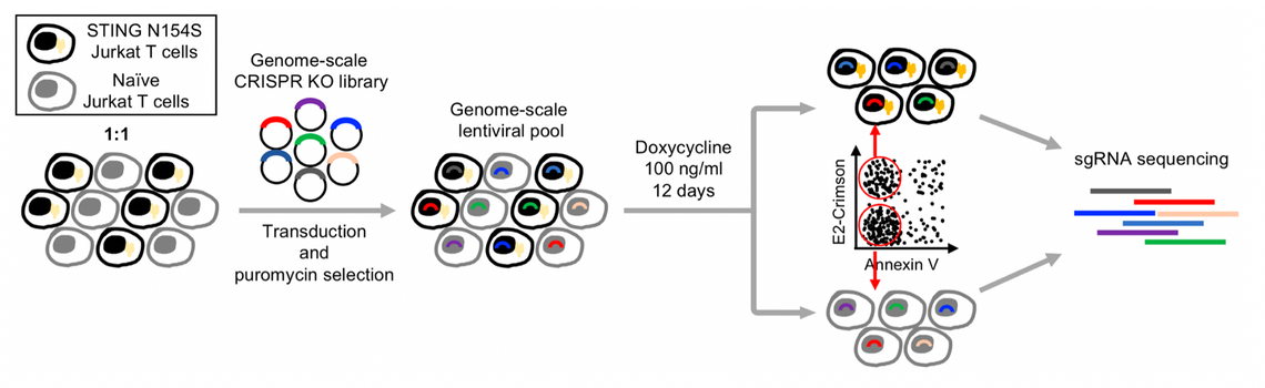 CRISPR Cas9 screen