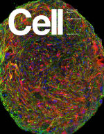 Cell Cover 31