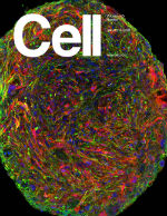 Cell Cover 31
