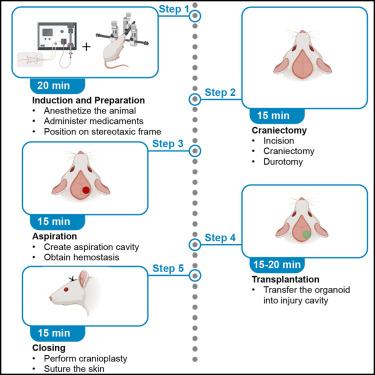 Diagram showing the protocol for human brain organoid transplantation into a rat visual cortext to model neural repair 