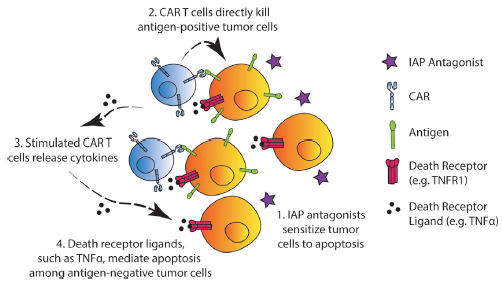 MolecularTherapy