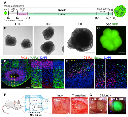 CellStemCell