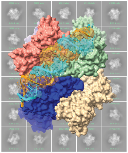 + strand RNA virus