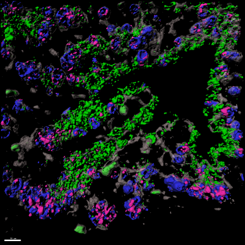 immunostaining