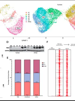 Young transposable elements rewired gene regulatory networks in human and chimpanzee hippocampal intermediate progenitors