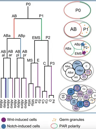 Combinatorial decoding of the invariant C. elegans embryonic lineage in space and time.