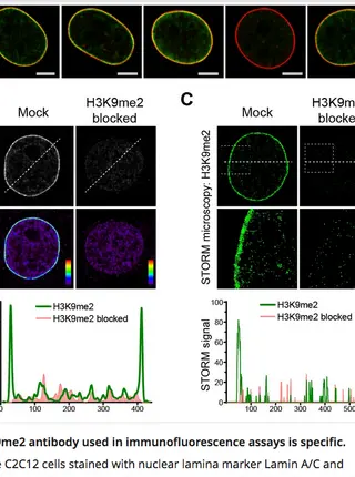 H3K9me2 orchestrates inheritance of spatial positioning of peripheral heterochromatin through mitosis.