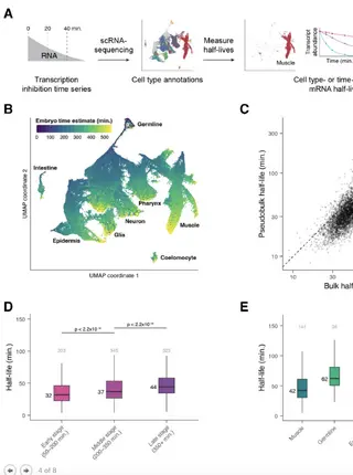 A spatiotemporally resolved atlas of mRNA decay in the C. elegans embryo reveals differential regulation of mRNA stability across stages and cell types