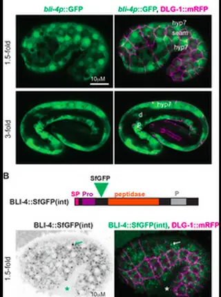 The proprotein convertase BLI-4 promotes collagen secretion during assembly of the Caenorhabditis elegans cuticle