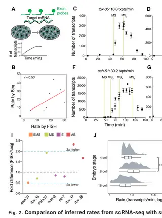 Transcript accumulation rates in the early Caenorhabditis elegans embryo