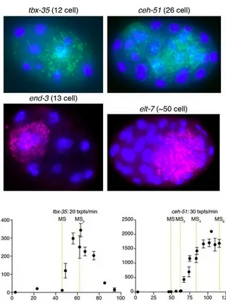 Transcript accumulation rates in the early C. elegans embryo