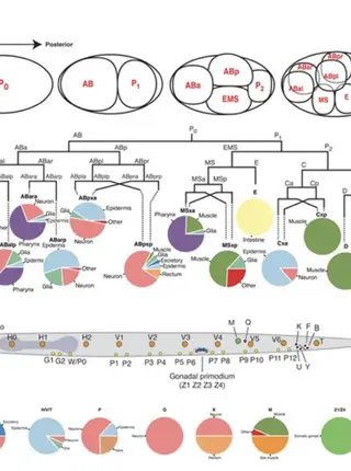Mechanisms of lineage specification in Caenorhabditis elegans
