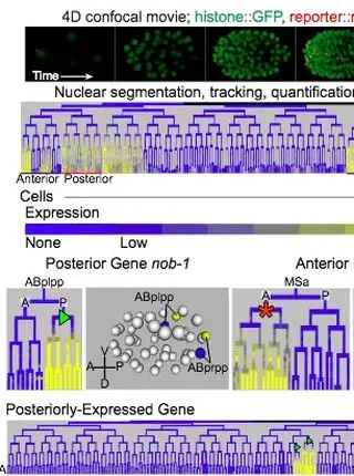 pop-1/TCF, ref-2/ZIC and T-box factors regulate the development of anterior cells in the C. elegans embryo