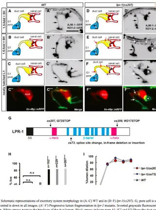 The Lipocalin LPR-1 Cooperates with LIN-3/EGF Signaling To Maintain Narrow Tube Integrity in Caenorhabditis elegans.