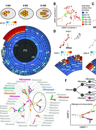 A lineage-resolved molecular atlas of C. elegans embryogenesis at single-cell resolution