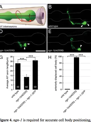 ngn-1/neurogenin activates transcription of multiple terminal  selector transcription factors in the Caenorhabditis elegans nervous system.
