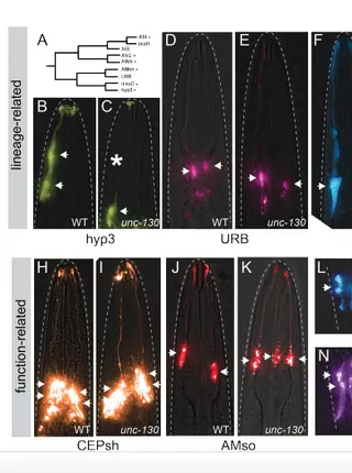 Lineage-specific control of convergent differentiation by a Forkhead repressor