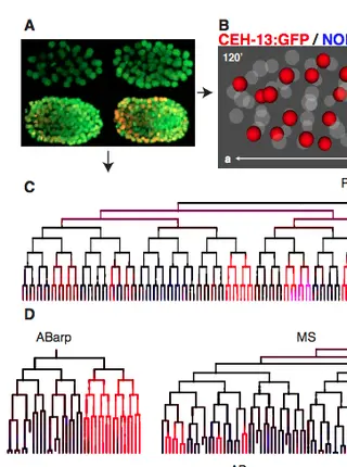 The anterior Hox gene ceh-13 and elt-1/GATA activate the posterior Hox genes nob-1 and php-3 to specify posterior lineages in the C. elegans embryo