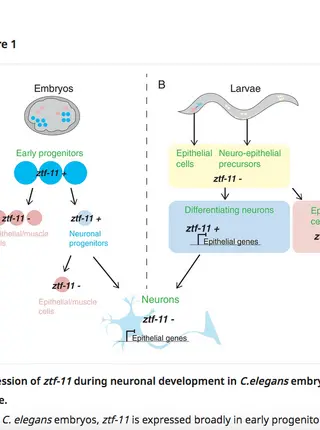 Neurogenesis: Silencing the alternative