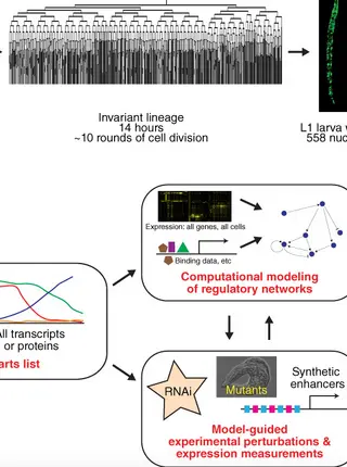 Systems biology of embryonic development: Prospects for a complete understanding of the Caenorhabditis elegans embryo.