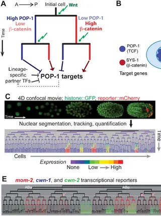 Quantitative Differences in Nuclear β-catenin and TCF Pattern Embryonic Cells in C. elegans.