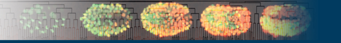 Embryo data & corresponding Cell Lineage tree