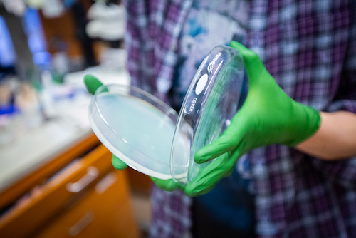 Elicia's glass Petri dish