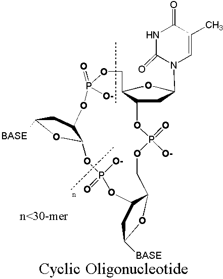 cyclicdna.gif (5587 bytes)