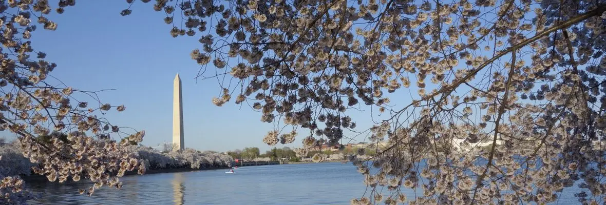 Cherry Blossoms