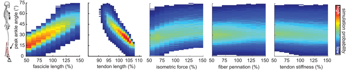 computer model shows importance of tendon and muscle length