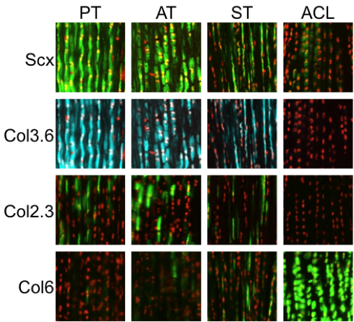 Expression of ScxGFP, Col3.6CFP, Col2.3GFP, and Col6GFP in the PT (patellar tendon), AT (Achilles), ST (supraspinatus), and ACL (anterior cruciate ligament). Nuclei stained with DAPI (red).