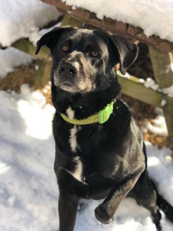 Dog in snow